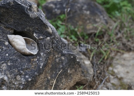 Bulimulus is a genus of small to medium-sized tropical or sub-tropical, air-breathing land snails, pulmonate gastropod mollusks in the subfamily Bulimulinae within the family Bulimulidae.[3][2]

Bulim