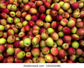 Bulk Of Apples. Apple Harvest Braeburn.