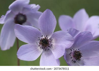 Bulk Purple Flowers Nature Stock Photo 2073478511 | Shutterstock