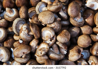 Bulk Of Shiitake Mushrooms (Lentinus Edodes)