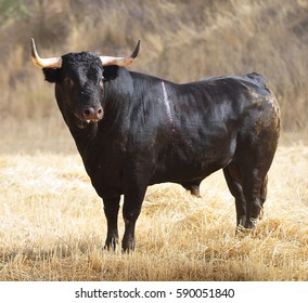 14,069 Spanish black bull Images, Stock Photos & Vectors | Shutterstock