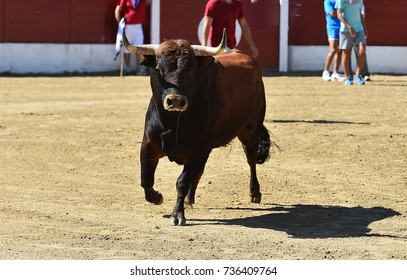 bull