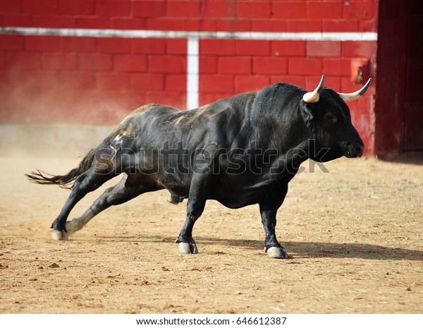 Bull Stock Photo (Edit Now) 646612387