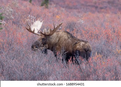 Bull Alaska Moose In Autumn