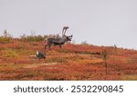 Bull Barren Ground Caribou in Denali National Park Alaska in Autumn