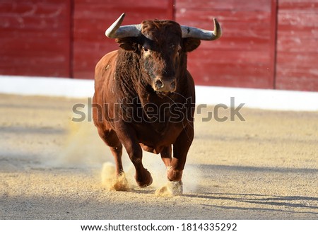 A  bull with big horns on the spanish spectacle of bullfight Stock photo © 