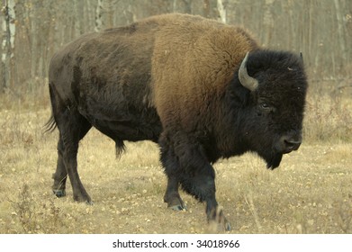 A bull bison in Alberta