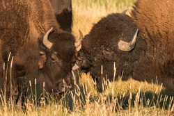 Bull Bison Giving A Cow A Kiss During The Mating Season In Yellowstone National Park