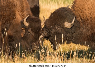 Bull Bison Giving Cow Kiss During Stock Photo 1193737144 | Shutterstock