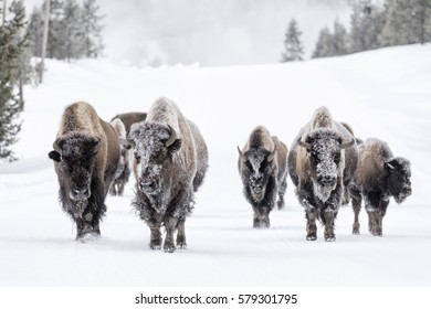 Bull Bison (Bison Bison) Herd In Snow