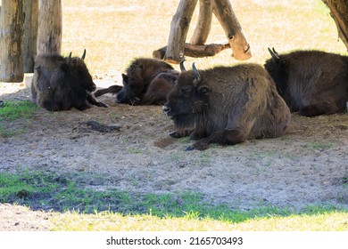 Bull Bison with horns on a summer day