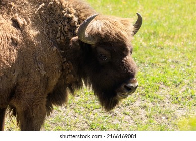 Bull Bison with horns on a summer day