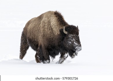 Bull Bison (Bison Bison) Out On Snow