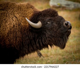 Postura de Bison Bull durante Rut