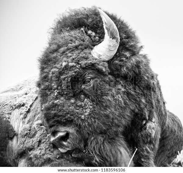 Bull Bison Resting Black White Stock Photo (Edit Now) 1183596106