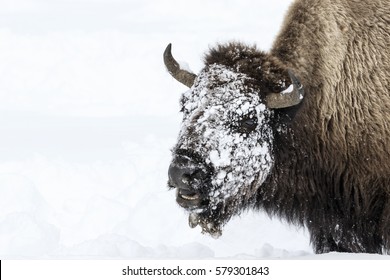 Bull Bison (Bison Bison) With Snow On Face