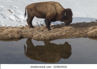 Bull bison standing near the Madison River in Yellowstone National Park, Wyoming.