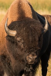 Bull Bison At Sunrise During Mating Season In Yellowstone National Park.