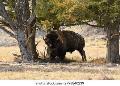 Bull bison using a juniper pine as a scratching post in South Dakota.