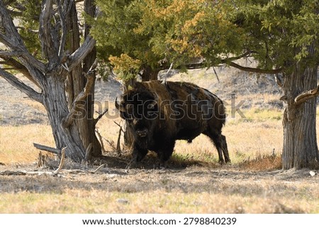 Bull bison using a juniper pine as a scratching post in South Dakota.