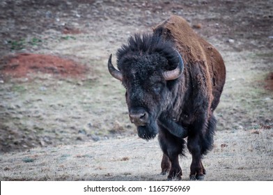 Bull Buffalo Bison Charging On The Prairie