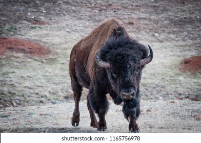 Bull Buffalo Bison Charging On The Prairie