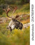 Bull Caribou in fall color	