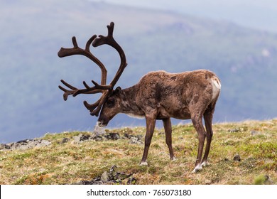 Bull Caribou On Alpine Tundra In The Yukon, Canada