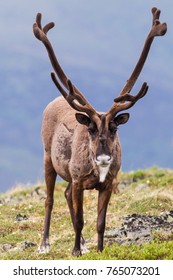 Bull Caribou On Alpine Tundra In The Yukon, Canada