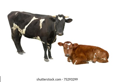 Bull And  Cow On A White Background