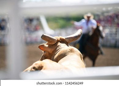 Bull And Cowboy At Rodeo