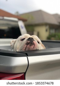 Bull Dog Peeking Over The Side Of A Truck Bed.