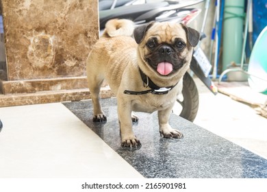 Bull Dog With A Pink Tounge 