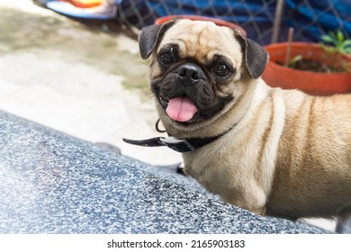 Bull Dog With Pink Tounge - Lovely Bull Bog 