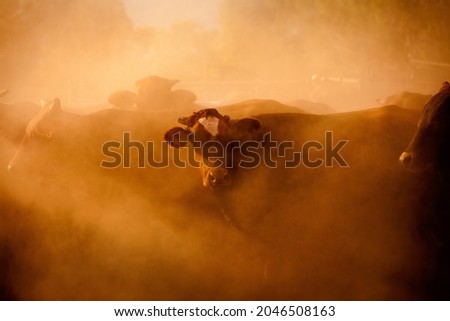 Bull in the dust on a Kimberley Cattle Station