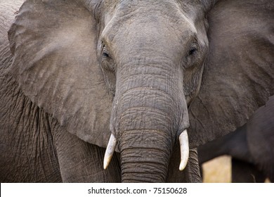 Bull Elephant - Kruger National Park
