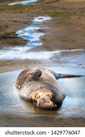 A Bull Elephant Seal Cools Off In A Small Pool On A Hot Afternoon At Año Nuevo State Park.