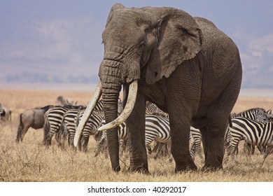 Bull elephant working his way to a watering hole through herds of zebras and wildebeest in the Ngorongoro Crater Conservation Area in Tanzania.