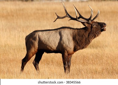 Bull Elk