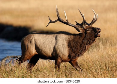 Bull Elk