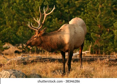 Bull Elk