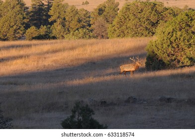 Bull Elk