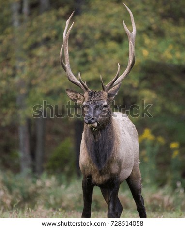 Similar – Rocky Mountain Elk (lat. Cervus canadensis), Canada