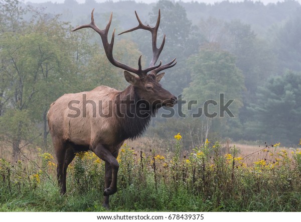 Bull Elk Stock Photo (Edit Now) 678439375