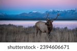 Bull Elk - Alpenglow and Yellowstone Lake in the Background