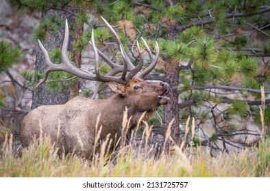 Bull Elk In The American West.