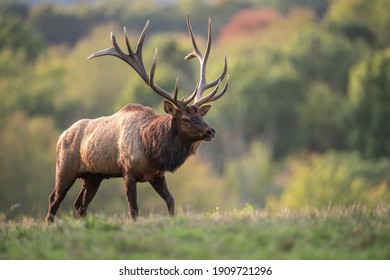 A bull elk in autumn during the rut