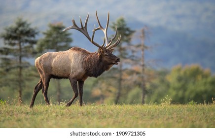 A bull elk in autumn during the rut