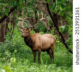 A bull elk in autumn during the rut,Elk in Jasper National Park, Alberta, Canada,Bull elk trotting to defend his harem of cow elk from other males during the September elk rut,