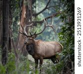 A bull elk in autumn during the rut,Elk in Jasper National Park, Alberta, Canada,Bull elk trotting to defend his harem of cow elk from other males during the September elk rut,